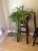 2 zone stool, spider plant and lamp .jpeg