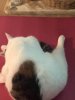 猫.jpg