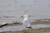 IMG_4462.JPG