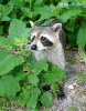 racoon_c03_03_2004_IMG_9243_c-600.jpg