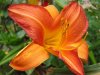 lily-orange-red.jpg