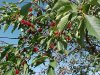 Cherry_Tree.JPG