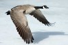 canada-goose-in-flight.jpg