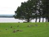 Andrew Hayden Park -geese-p2.jpg