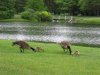 Andrew Hayden Park -geese-p5.jpg