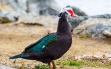 h_muscovy-duck_003_winter_california_allanhack_flickrcc-nd-by-2.0_adult-domestic-type.jpg