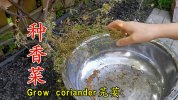 香菜种植封面1.jpg