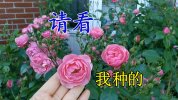 玫瑰花1.jpg