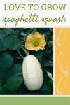 630-Love-to-Grow-Spaghetti-Squash-1.jpg