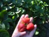 strawberry02.jpg