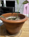 flower pot.png