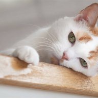 庄周死而鱼不死