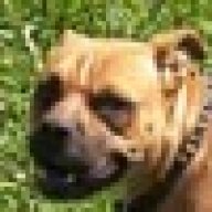 Bull Dog
