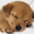 idog