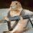 Groundhog